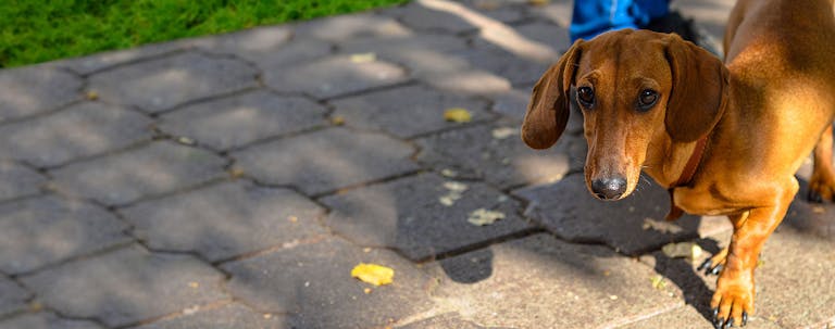 How to Train a Dachshund to Go For Walks